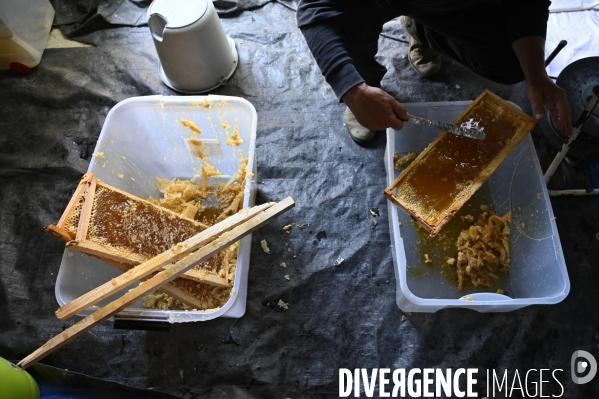 Récolte artisanale du miel. Des amis apiculteurs se partagent les ruches et la récolte. Artisanal harvest of honey. Friends beekeepers share beehives and the harvest.