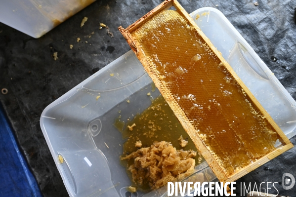 Récolte artisanale du miel. Des amis apiculteurs se partagent les ruches et la récolte. Artisanal harvest of honey. Friends beekeepers share beehives and the harvest.