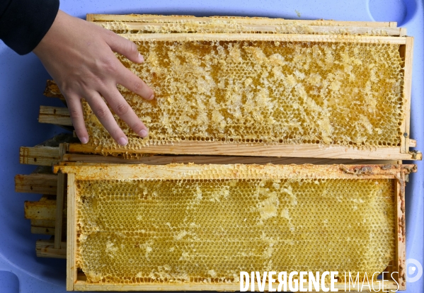 Récolte artisanale du miel. Des amis apiculteurs se partagent les ruches et la récolte. Artisanal harvest of honey. Friends beekeepers share beehives and the harvest.