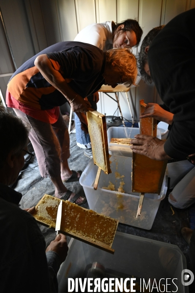 Récolte artisanale du miel. Des amis apiculteurs se partagent les ruches et la récolte. Artisanal harvest of honey. Friends beekeepers share beehives and the harvest.