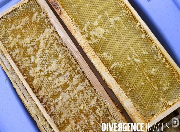 Récolte artisanale du miel. Des amis apiculteurs se partagent les ruches et la récolte. Artisanal harvest of honey. Friends beekeepers share beehives and the harvest.