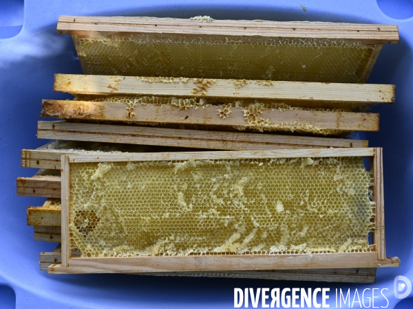 Récolte artisanale du miel. Des amis apiculteurs se partagent les ruches et la récolte. Artisanal harvest of honey. Friends beekeepers share beehives and the harvest.