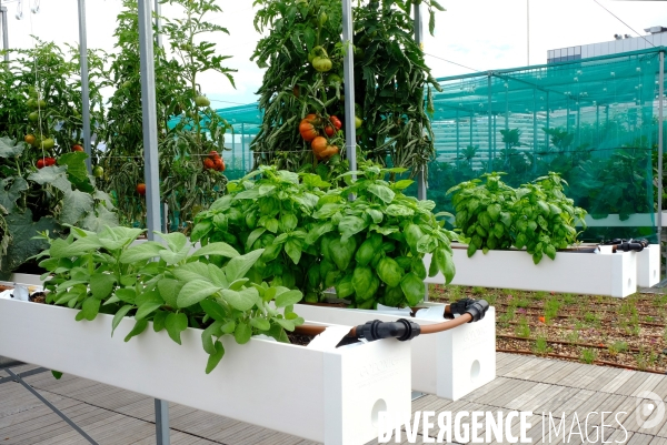 La ferme urbaine d  Agripolis sur le toit du pavillon 6 du parc des expositions. # 2