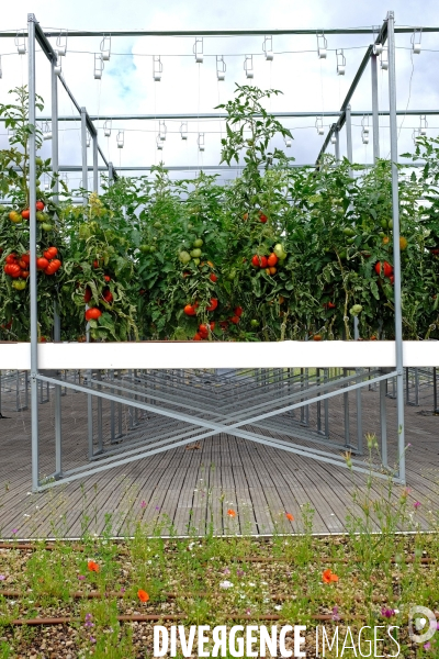 La ferme urbaine d  Agripolis sur le toit du pavillon 6 du parc des expositions. # 2