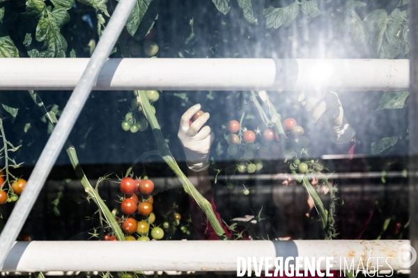 Culture de tomates hors sol sous serre