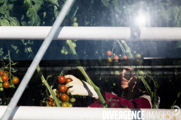 Culture de tomates hors sol sous serre