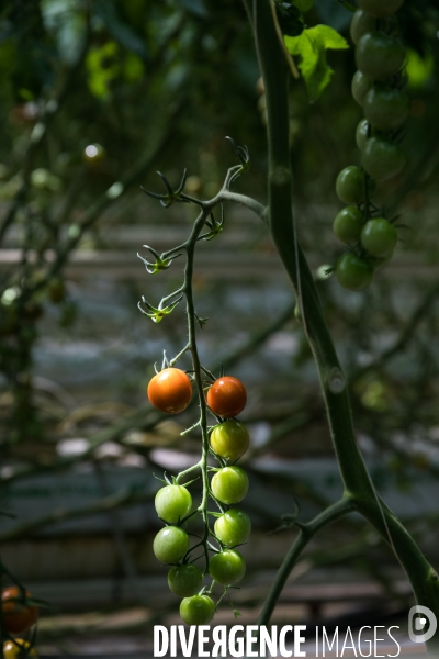 Culture de tomates hors sol sous serre