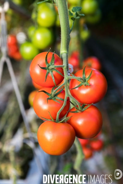 Culture de tomates hors sol sous serre