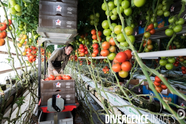 Culture de tomates hors sol sous serre