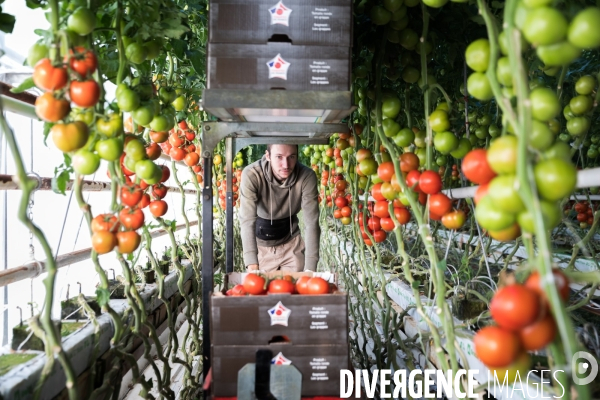 Culture de tomates hors sol sous serre