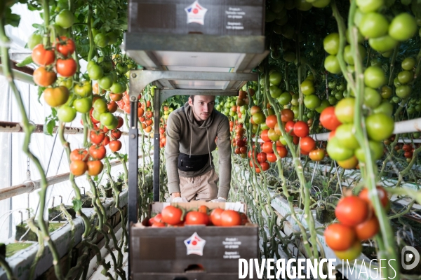 Culture de tomates hors sol sous serre