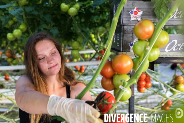Culture de tomates hors sol sous serre