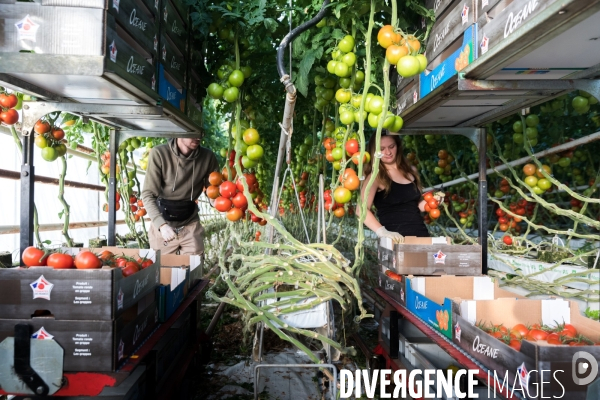 Culture de tomates hors sol sous serre