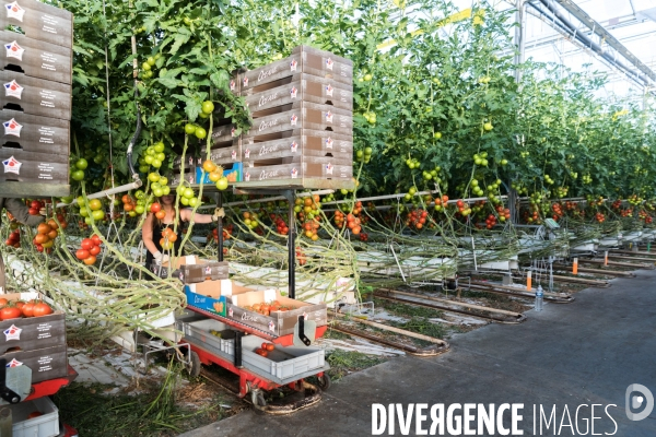 Culture de tomates hors sol sous serre