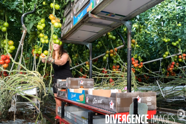 Culture de tomates hors sol sous serre