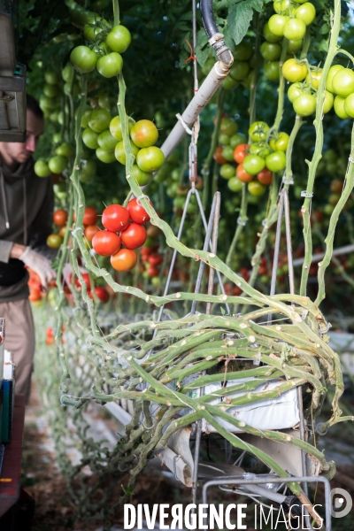 Culture de tomates hors sol sous serre