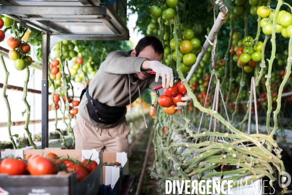 Culture de tomates hors sol sous serre