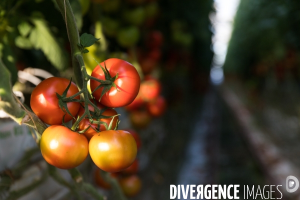 Culture de tomates hors sol sous serre