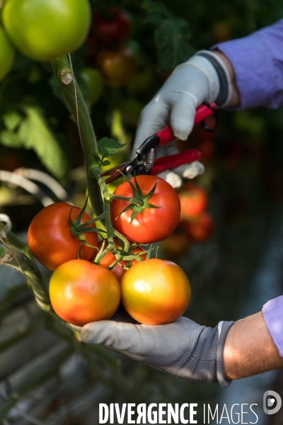 Culture de tomates hors sol sous serre