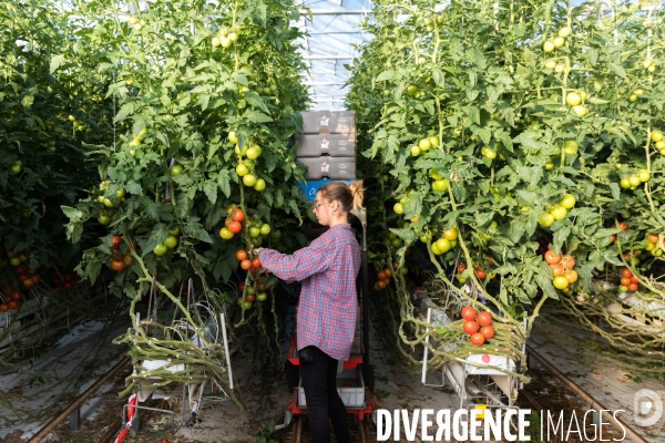 Culture de tomates hors sol sous serre