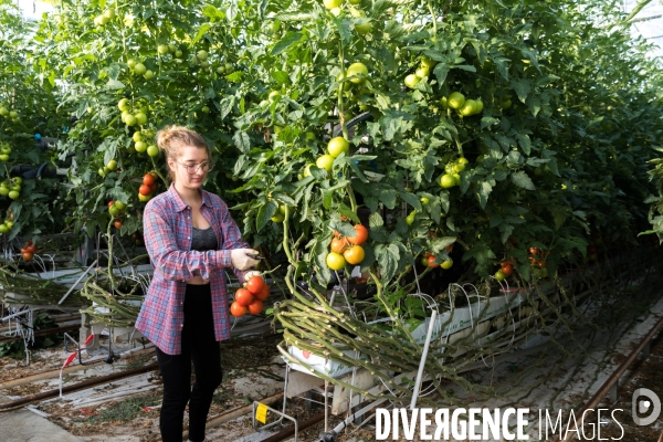 Culture de tomates hors sol sous serre
