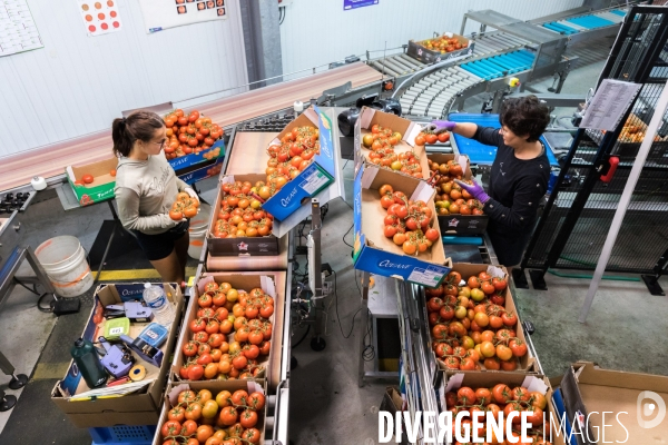 Culture de tomates hors sol sous serre