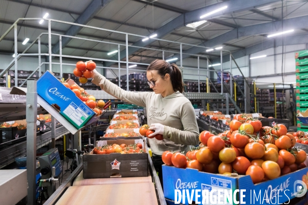 Culture de tomates hors sol sous serre