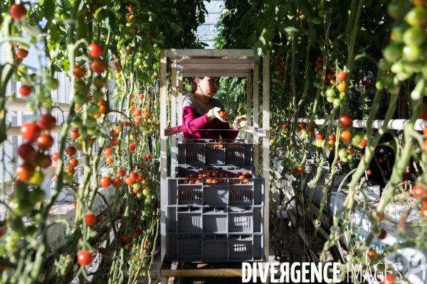 Culture de tomates hors sol sous serre