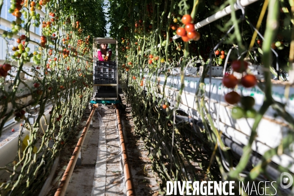 Culture de tomates hors sol sous serre