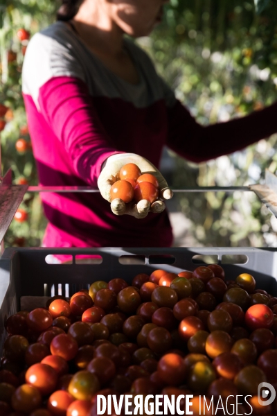 Culture de tomates hors sol sous serre