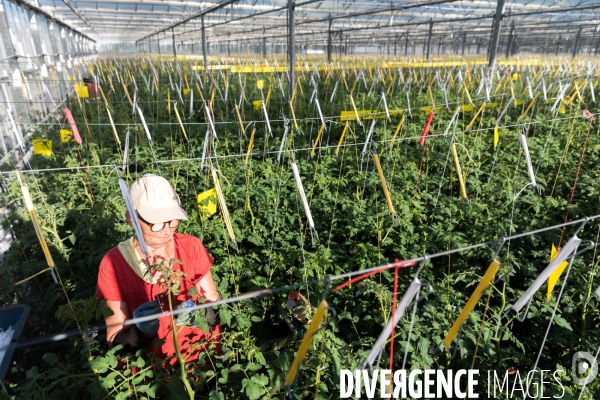 Culture de tomates hors sol sous serre