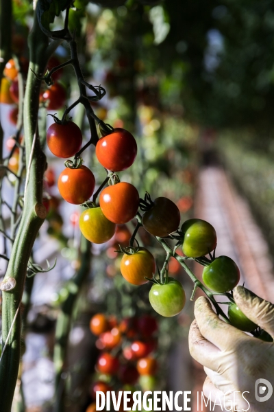 Culture de tomates hors sol sous serre