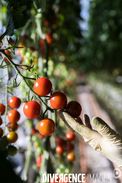 Culture de tomates hors sol sous serre