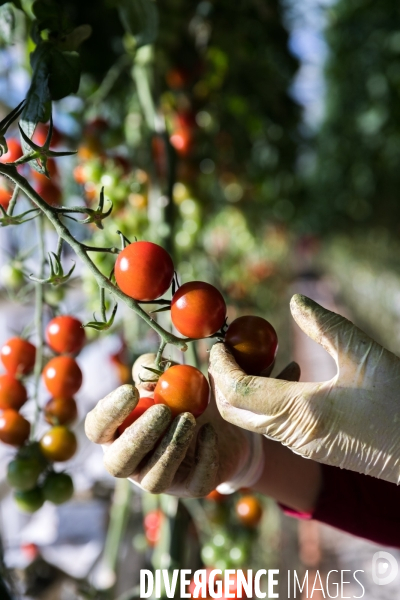 Culture de tomates hors sol sous serre