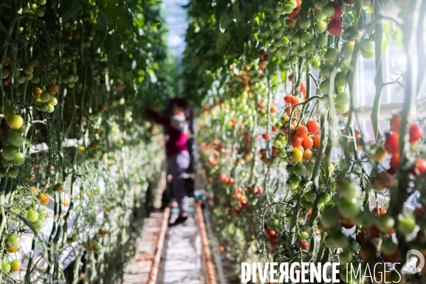 Culture de tomates hors sol sous serre