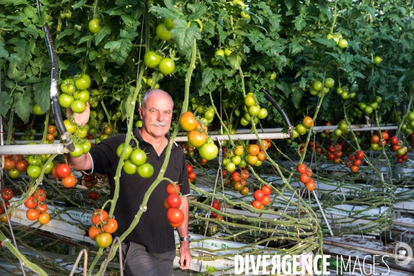 Culture de tomates hors sol sous serre