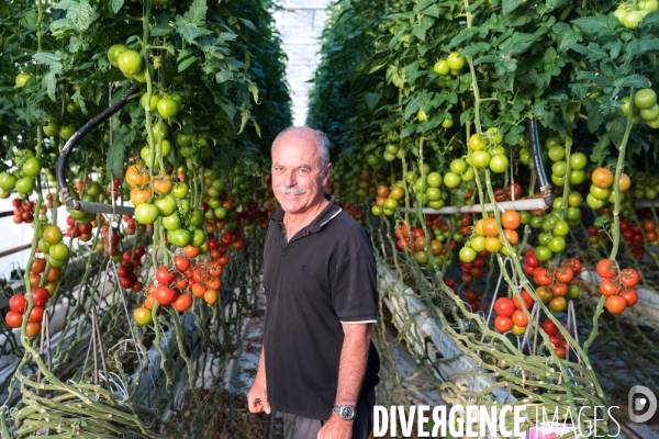 Culture de tomates hors sol sous serre