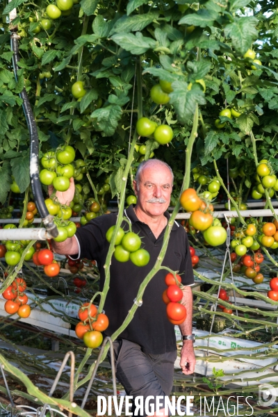 Culture de tomates hors sol sous serre