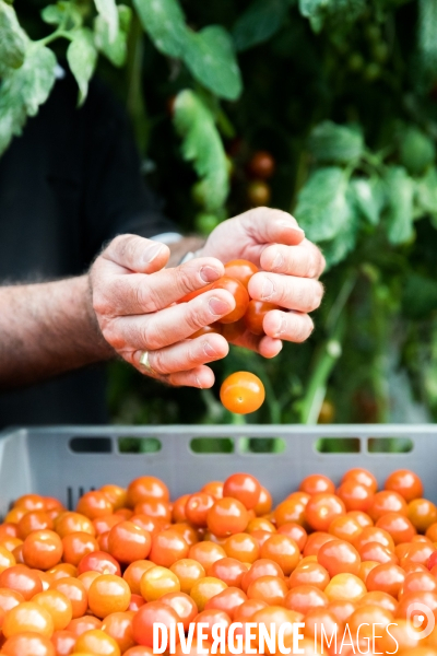 Culture de tomates hors sol sous serre