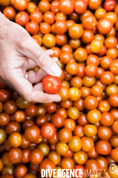 Culture de tomates hors sol sous serre