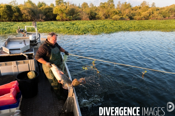 Pêcheur professionnel dans les marais de Mazerolles