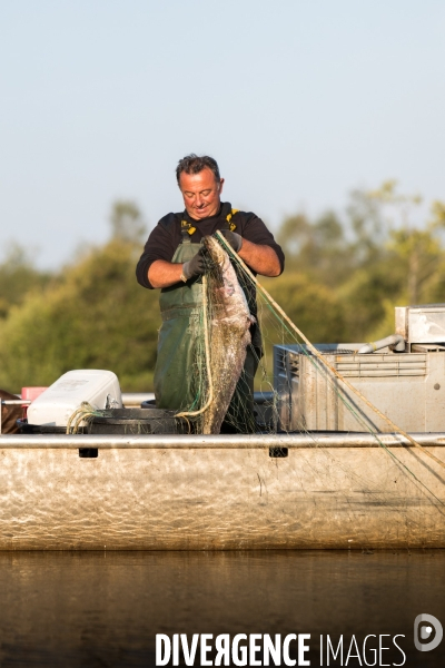 Pêcheur professionnel dans les marais de Mazerolles