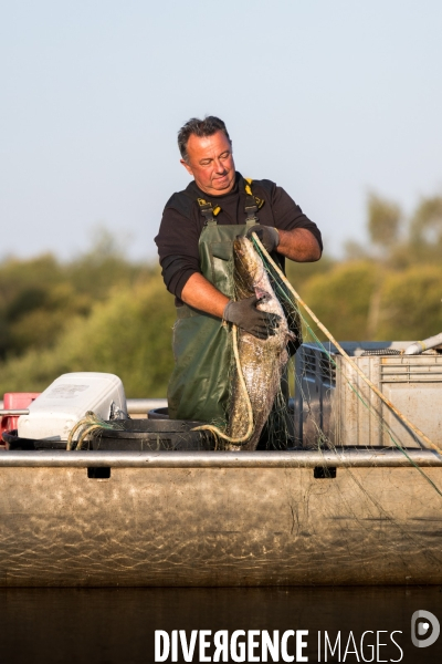 Pêcheur professionnel dans les marais de Mazerolles