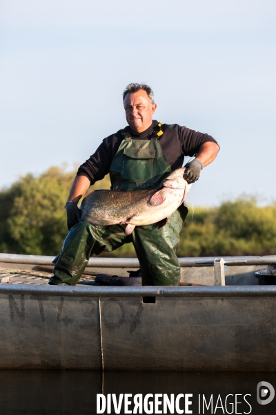 Pêcheur professionnel dans les marais de Mazerolles