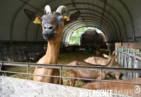 Animaux : élevage de chèvres au GAEC bio   Les vaches nous rendent chèvres . Animals : Goat farming.