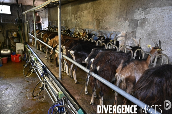 Animaux : élevage de chèvres au GAEC bio   Les vaches nous rendent chèvres . Animals : Goat farming.