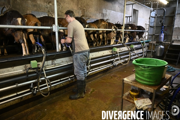 Animaux : élevage de chèvres au GAEC bio   Les vaches nous rendent chèvres . Animals : Goat farming.