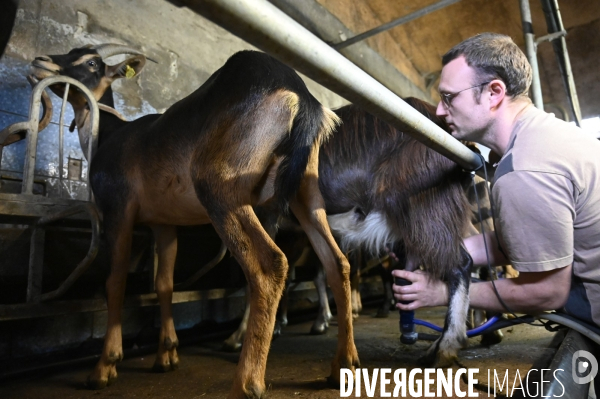 Animaux : élevage de chèvres au GAEC bio   Les vaches nous rendent chèvres . Animals : Goat farming.