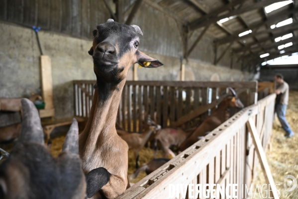 Animaux : élevage de chèvres au GAEC bio   Les vaches nous rendent chèvres . Animals : Goat farming.
