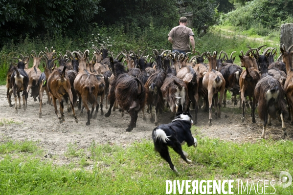 Animaux : élevage de chèvres au GAEC bio   Les vaches nous rendent chèvres . Animals : Goat farming.